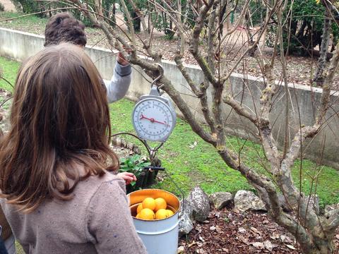 Pesagem de colheitas - laranja - dezembro 2016
